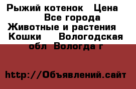 Рыжий котенок › Цена ­ 1 - Все города Животные и растения » Кошки   . Вологодская обл.,Вологда г.